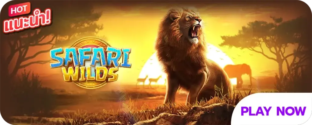 safari